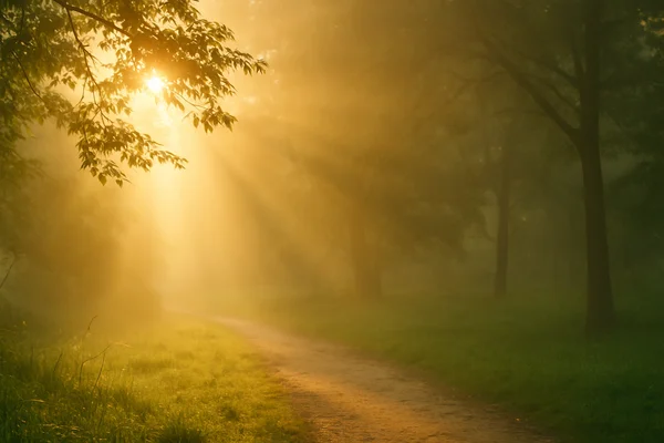 Waldweg im warmen Morgenlicht mit goldenen Sonnenstrahlen, die durch die Bäume fallen – symbolisches Bild für einen einladenden Neubeginn.